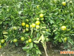 什么早熟柑橘品种好-岗峰农场(在线咨询)-早熟柑橘品种