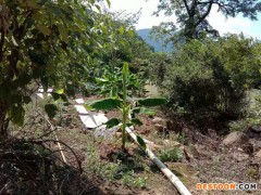 佳鑫石蛙 养殖技术 石蛙 蛙厂家