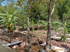 佳鑫石蛙 石蛙厂家 幼蛙 野生生态养殖场家