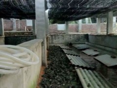 佳鑫石蛙 石蛙 石蛙 野生种蛙蛙厂家