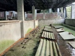 佳鑫石蛙 天然养殖 种蛙 种蛙