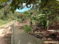 佳鑫石蛙 野生山区养殖 棘胸蛙 野生生态养殖场家