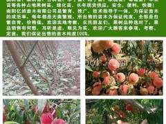 河南桃树苗-河南桃树苗价格-亿然苗木(推荐商家)