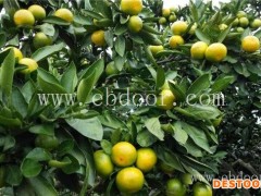 早熟柑橘品种哪个好-早熟柑橘品种-岗峰农场——绿色生态