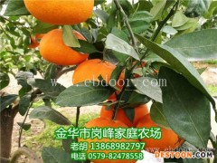甘平柑橘苗-甘平柑橘苗批发-岗峰农场(推荐商家)