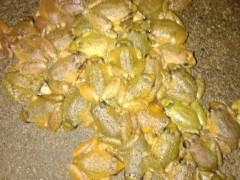 佳鑫石蛙 石蛙厂家 棘胸蛙 石蛙蝌蚪 专业养殖石蛙 营养丰富 成活率高