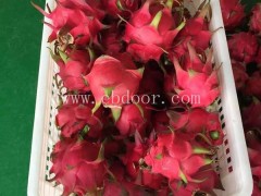 火龙果果实今日行情