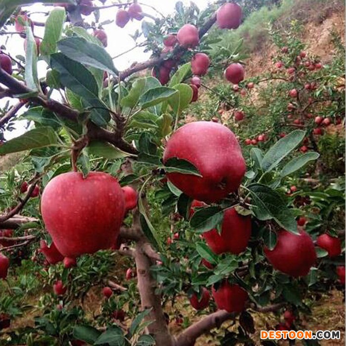饶阳恒发 厂家批发 红苹果 新鲜水果  苹果  新鲜花牛苹果 花牛 品种齐全