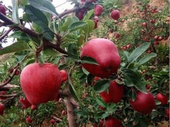 饶阳恒发 厂家批发 红苹果 新鲜水果  苹果  新鲜花牛苹果 花牛 品种齐全