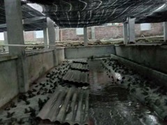 佳鑫石蛙 生态养殖厂家直销 小娃 个头肥大