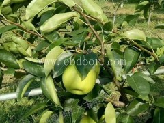 酥脆4号多少钱棵-永丰种植基地直销-1年苗酥脆4号多少钱棵