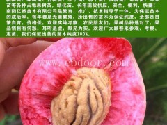南阳桃树苗-亿然苗木优质果树苗-南阳桃树苗哪里有卖的