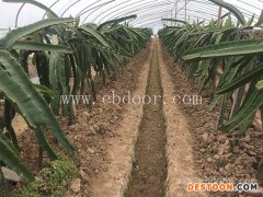 精品火龙果苗-金田源赢得好评-精品火龙果苗圃