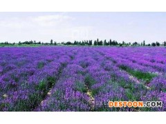 薰衣草批发|优良薰衣草潍坊哪里有