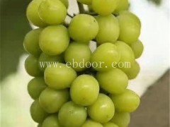 葡萄苗购买-广西葡萄苗-金华果友果苗成活率高(查看)