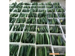 大型台湾红心火龙果苗基地-台湾红心火龙果苗-金田源果形美