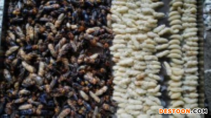 嘉峪关马蜂蜂蛹_嘉峪关胡蜂蜂蛹_嘉峪关大黄蜂蜂蛹_  绿之美蜂业有限公司