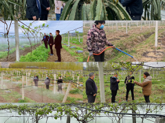 勉县：主辅联动  护住“果篮子”