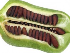 芝麻高产种植​栽培技术及管理措施