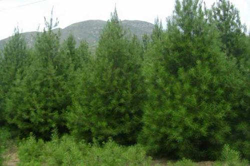 白皮松批发经销热线、山西白皮松供应商供应优质白皮松