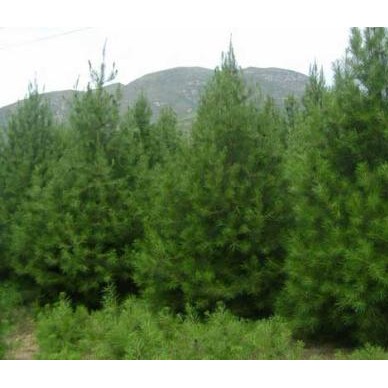 白皮松批发经销热线、山西白皮松供应商供应优质白皮松