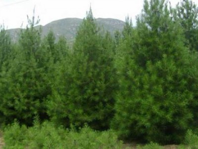 白皮松批发经销热线、山西白皮松供应商供应优质白皮松