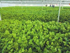 关注丨宝丰 在希望的田野上绘就乡村振兴新画卷