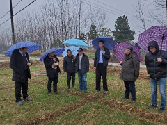 全国农业技术推行效力中心、农业农村部小麦专家、省推行总站指点莅临我晋中市洪泽区调研小麦消费