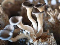 平菇栽培技术|熟料袋栽平菇