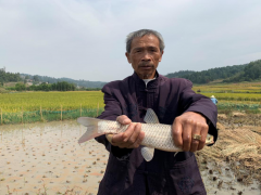 稻鱼喜获丰收   村民笑逐颜开