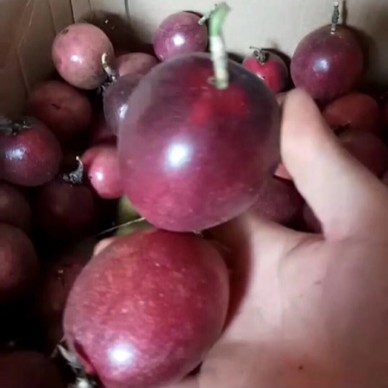 [供]优质百香果苗，大量供应