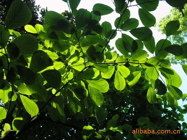 桂花 银杏 紫薇 苗木 花卉 花盆 花菊草坪等乔木