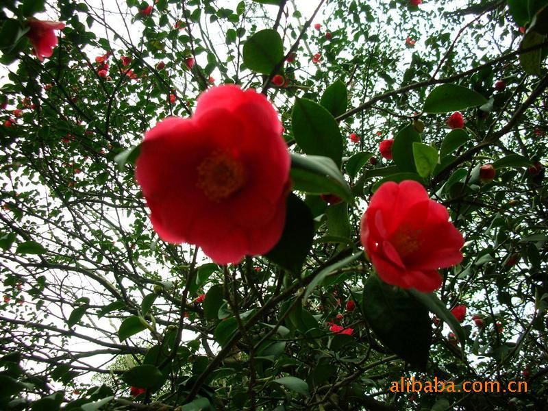 桂花 银杏 紫薇 苗木 花卉 花盆 花菊草坪等乔木