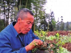 纳溪区：生态农场带动 种果养殖干得欢