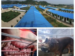 商洛：2019年我晋中市畜牧业添加值增幅位居全省第一