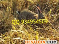 威海肉用型动物投资野兔养殖的价格