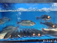 武汉超市内淡水鱼有了“身份证”