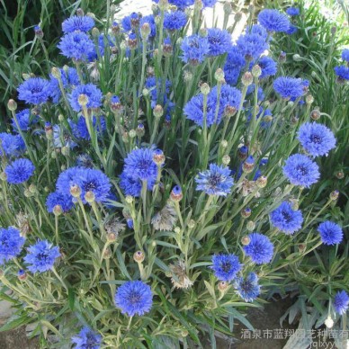 供应厂家直销花卉种子、景观绿化种子、彩色包装种子、花卉种子、种苗、矢车菊种子批发