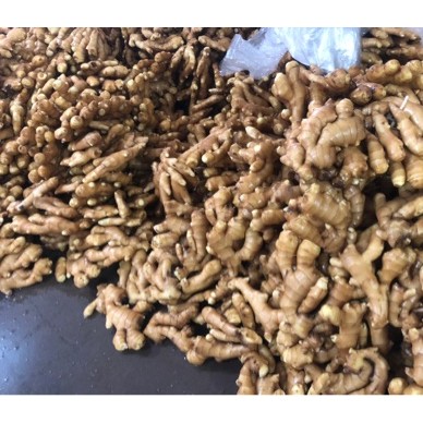 [供]疫情己过 昌邑生姜 陆续上市。欢迎各位光临采购