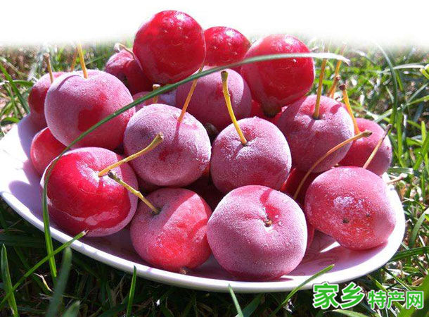 清水河海红果 -呼尔浩特清水河特产