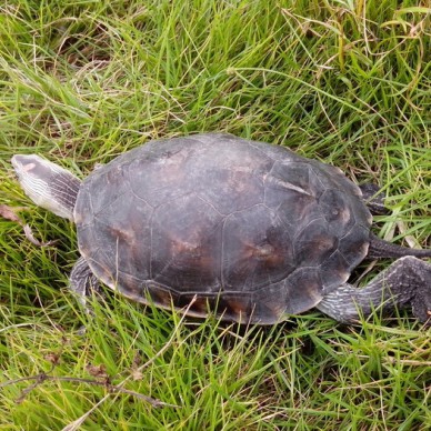 运通龟苗 长期供应巴西龟苗