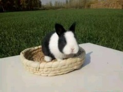 [供]售宠物小兔满月凤眼侏儒垂耳随机侏儒量大从优