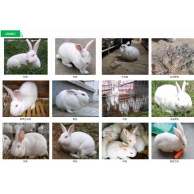 [供]反正是种兔养殖基地，常年出售优质种兔，有喜欢养兔的