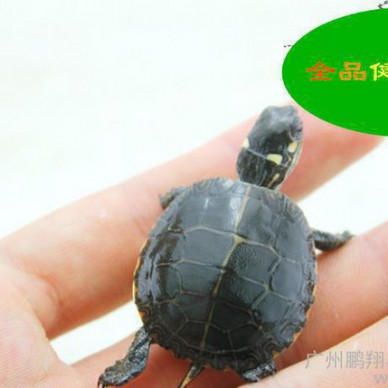 东部锦龟苗观赏乌龟2~3公分背长龟活体养定一个月以上好养活