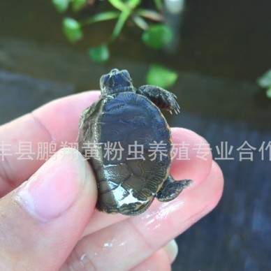 乌龟苗观赏乌龟西锦龟苗2.5~3公分健康全品包运输成活