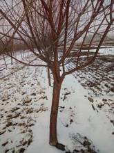 山桃树规格、丛生山桃树、山西山桃树产地供应商