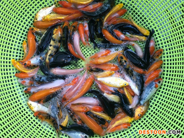 粤丰 鱼苗锦鲤鱼苗，3-8公分  鱼苗厂家