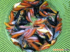 粤丰 鱼苗锦鲤鱼苗，3-8公分  鱼苗厂家