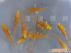 供应台州蓬展锦鲤 001   锦鲤鱼苗 台州锦鲤厂家