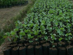 当年结果 蛇龙珠葡萄苗盆栽 蛇龙珠葡萄苗精品葡萄果树苗地栽